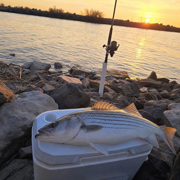 Sample photo: A striped bass on a cooler at sunset on a rocky shoreline.