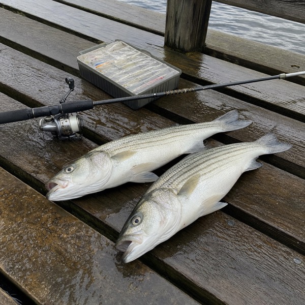 Sample photo: Two striped bass on a wet dock beside a rod and tackle box.